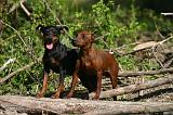 PINSCHER NAIN 113
